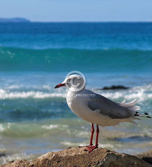 Seagull Seagull