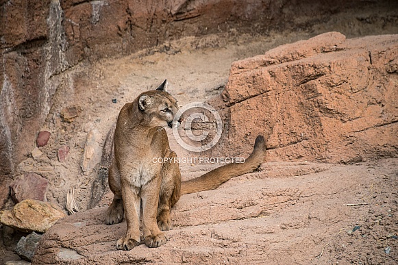 A Mountain Lion A Mountain Lion