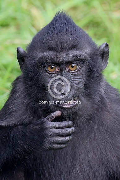 Crested macaque (Macaca Nigra) Crested macaque (Macaca Nigra)