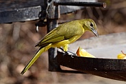 Bird