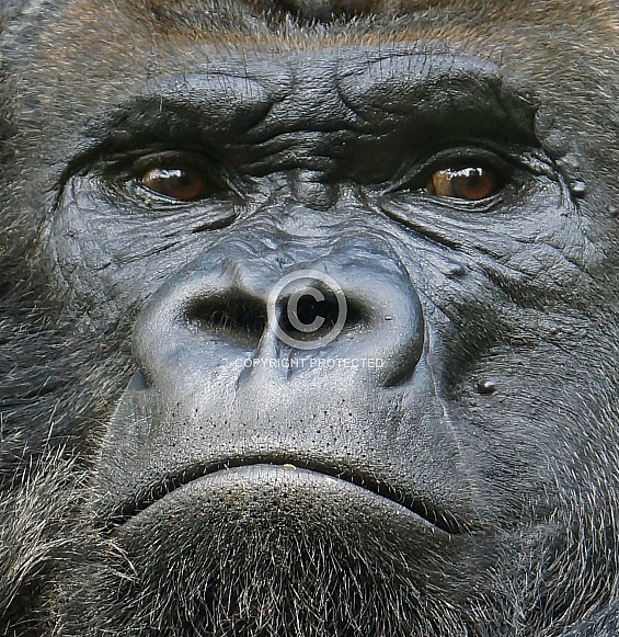 Gorilla