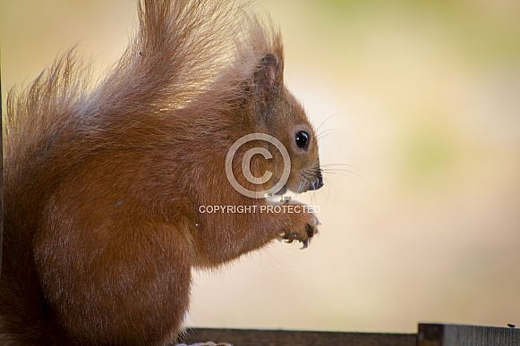 Isle of Wight Red Squirrel