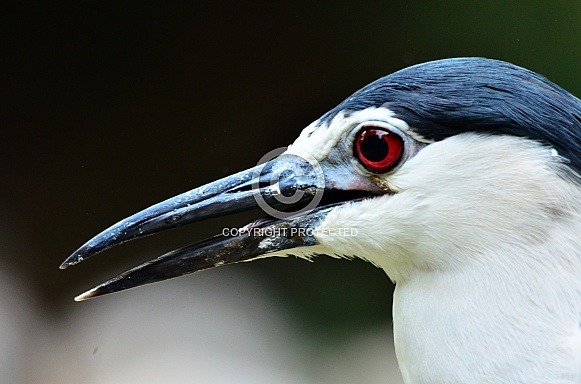 Black-crowned Night-Heron