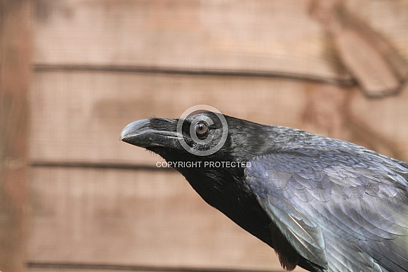 Raven Smile