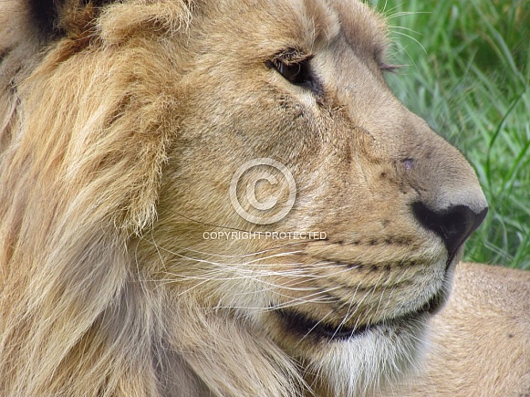 African Lion
