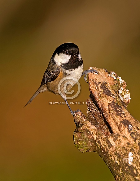 Coal Tit