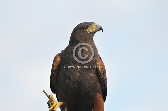 Harris's Hawk Harris's Hawk