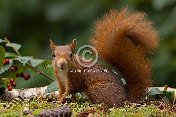 Red Squirrel