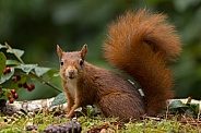 Red Squirrel