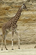 Young Giraffe Full Body Shot