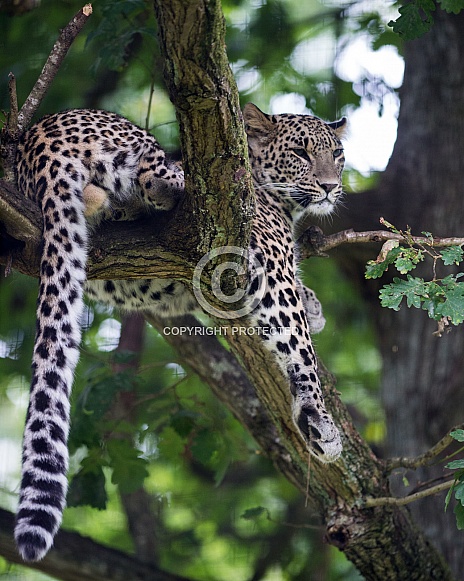 Persian Leopard