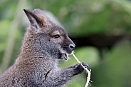 The red-necked wallaby (Notamacropus rufogriseus)
