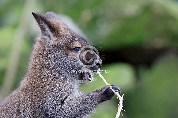 The red-necked wallaby (Notamacropus rufogriseus)