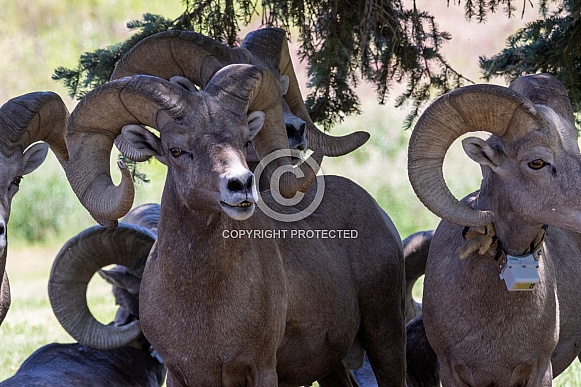 Big Horn Rams
