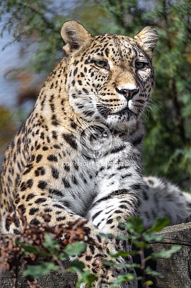 Leopard resting Leopard resting