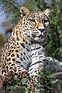 Leopard resting