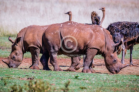 Rhino