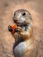 Black Tailed Prairie Dog with Carrot