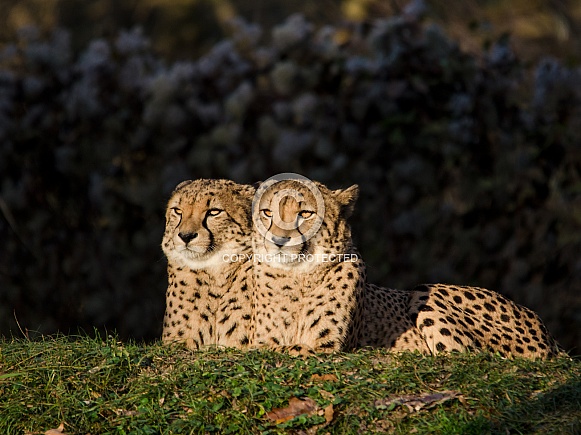 Cheetahs Cheetahs