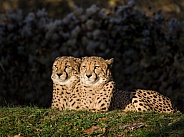 Cheetahs
