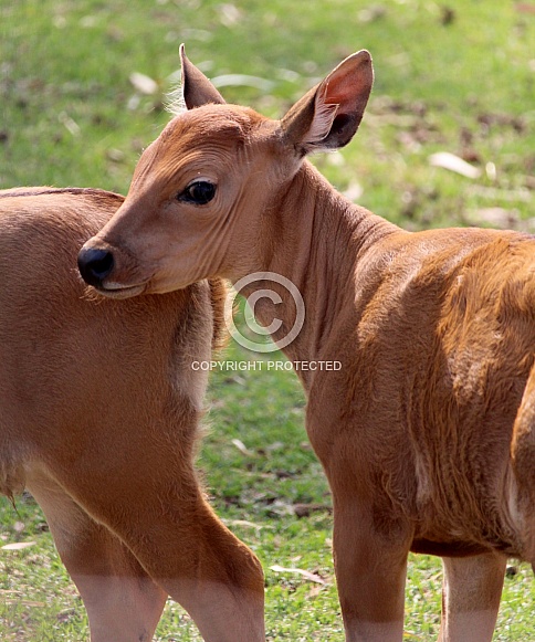 Banteng Banteng