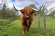 Friendly Scottish Highland cow in a field