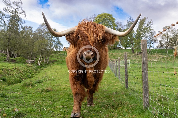 Friendly Scottish Highland cow in a field