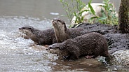 Asian small-clawed otter (Aonyx cinereus)