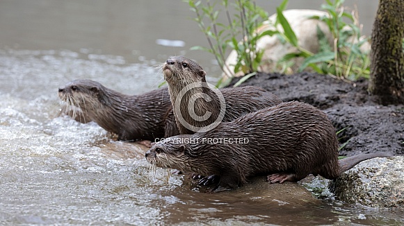 Asian small-clawed otter (Aonyx cinereus)