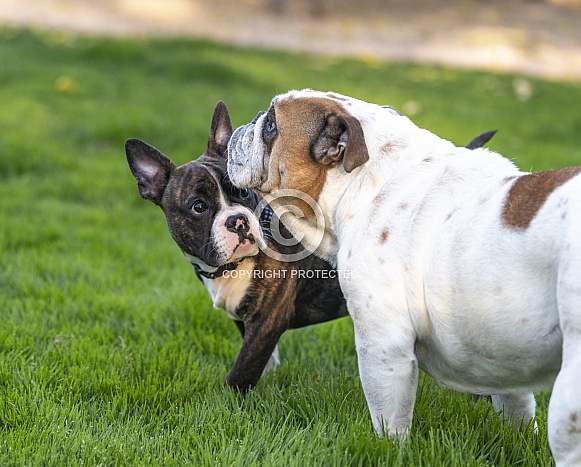 Puppy checking out a bulldog Puppy checking out a bulldog