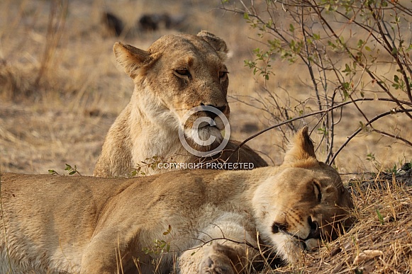 Sleepy lions