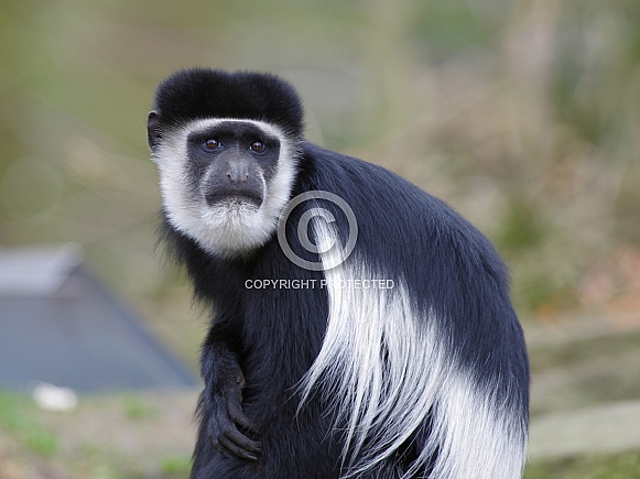 Colobus monkey Colobus monkey