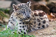 Snow leopard cub lying down