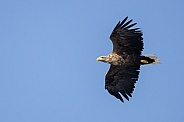 White tailed eagle or European Eagle
