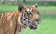 Royal Bengal Tiger