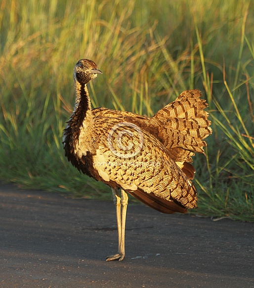 Black-bellied Bustard Black-bellied Bustard