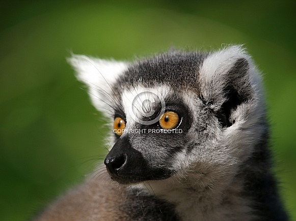Ring tailed lemur (Lemur catta) Ring tailed lemur (Lemur catta)
