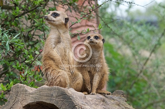 Meerkat