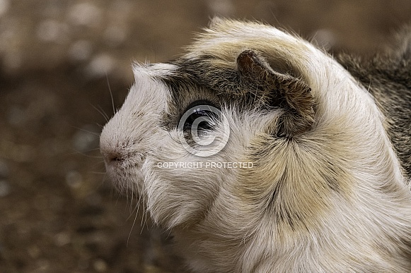 Guinea Pig Close Up Side Profile