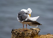 Western Gull on the California Coast