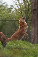 Dhole