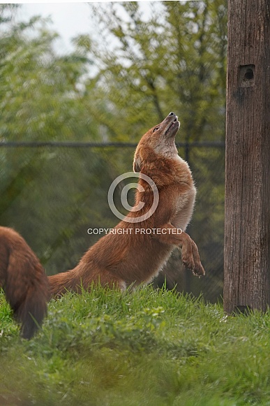 Dhole