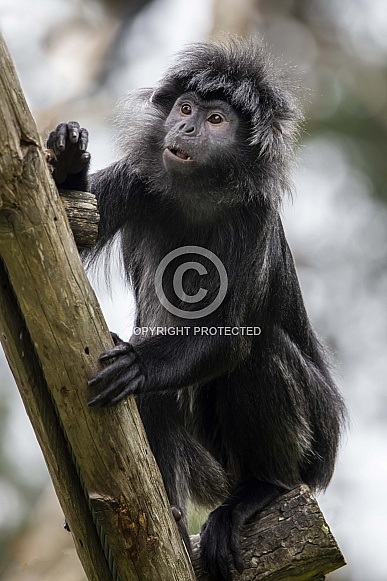 The East Javan langur (Trachypithecus auratus)