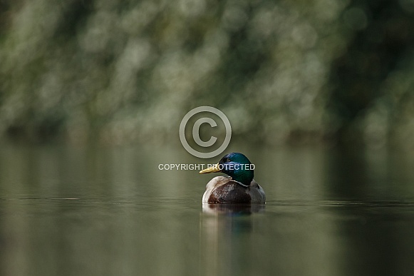 Wild Duck