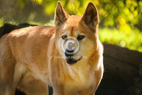 Dingo