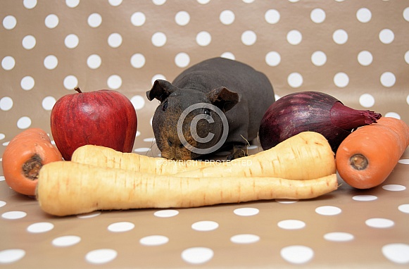 Skinny Guinea Pig