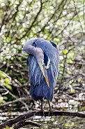 Great Blue Heron--Ahhh Bliss