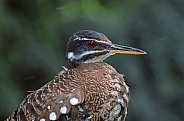 Sunbittern