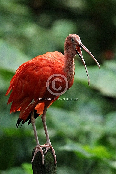 Scarlet Ibis Scarlet Ibis