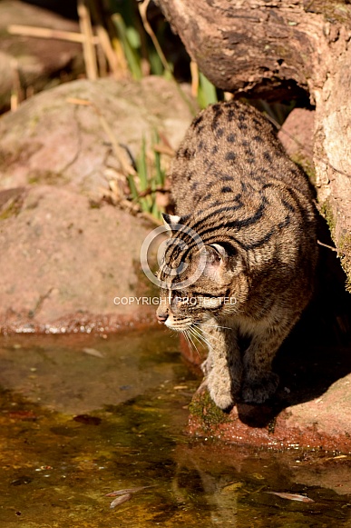 fishing cat